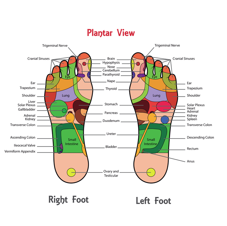 Klan At forurene Instruere Foot Reflexology: Not Just a Foot Massage - Osmosis Day Spa Sanctuary