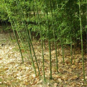 Bamboo Falling Leaves