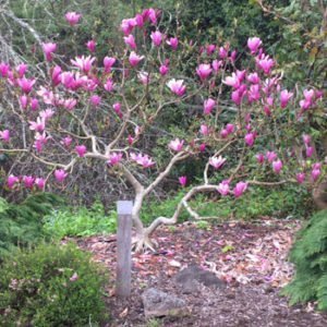 magnolia at Osmosis