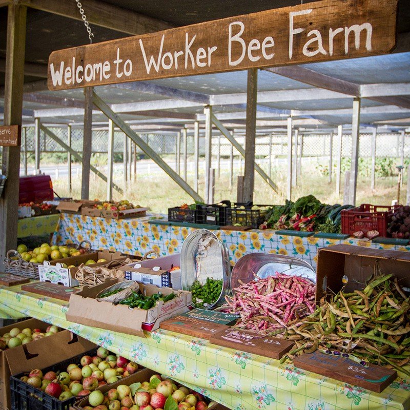 Osmosis Worker Bee Farm